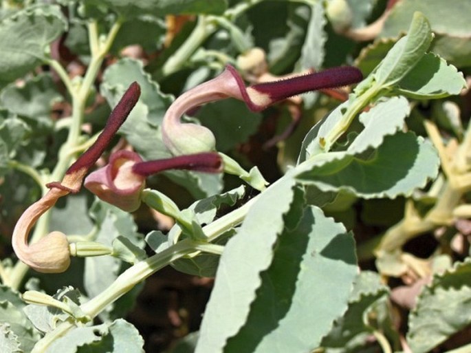 ARISTOLOCHIA BRACTEOLATA Lam. - podražec / vlkovec