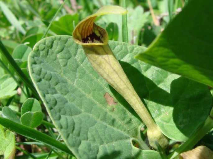 Aristolochia lutea