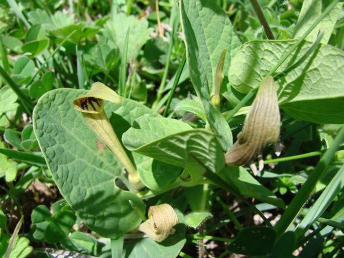 Aristolochia lutea