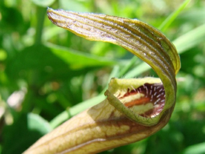 Aristolochia lutea