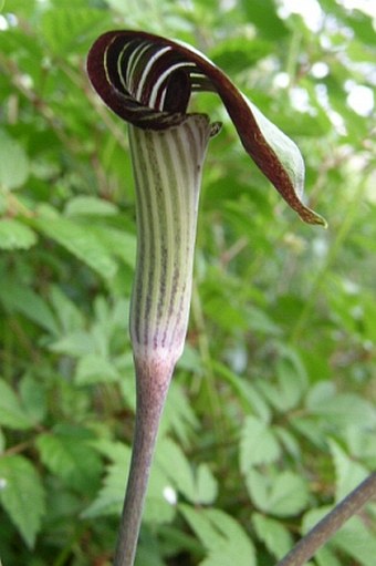 Arisaema triphyllum