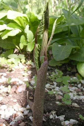 Arisaema triphyllum