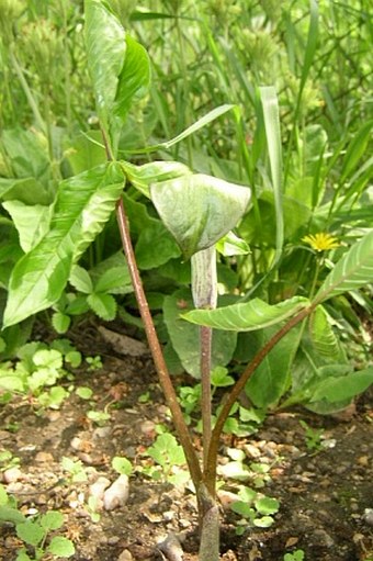 Arisaema triphyllum