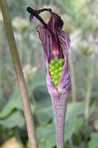 Arisaema triphyllum