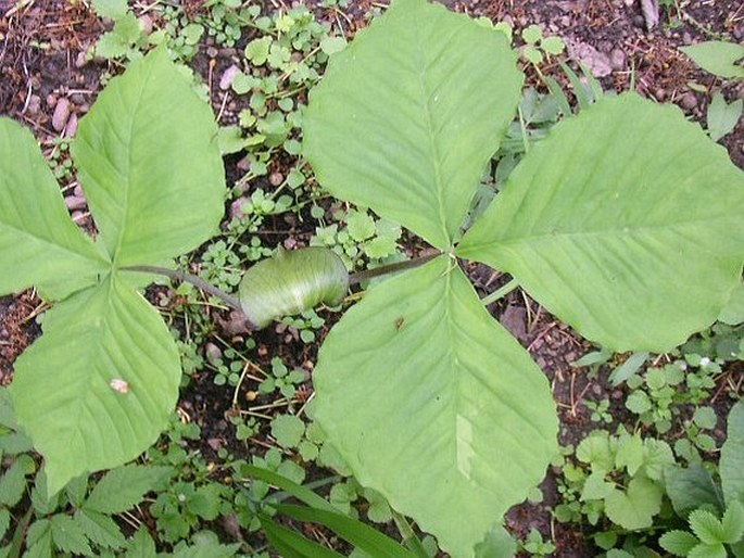 Arisaema triphyllum