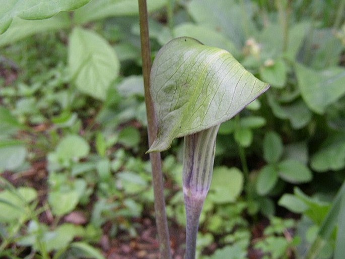 Arisaema triphyllum