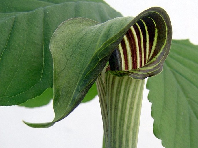 ARISAEMA TRIPHYLLUM (L.) Schott - lítostka