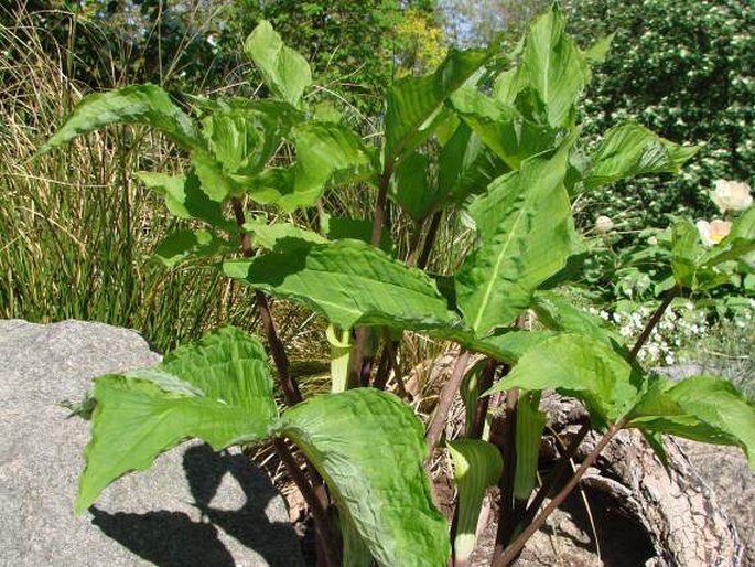 Arisaema triphyllum