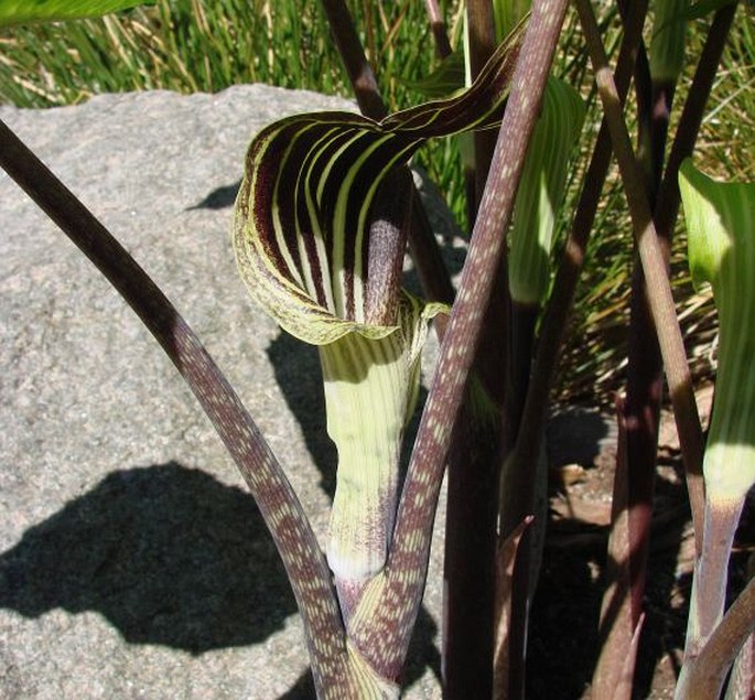 Arisaema triphyllum