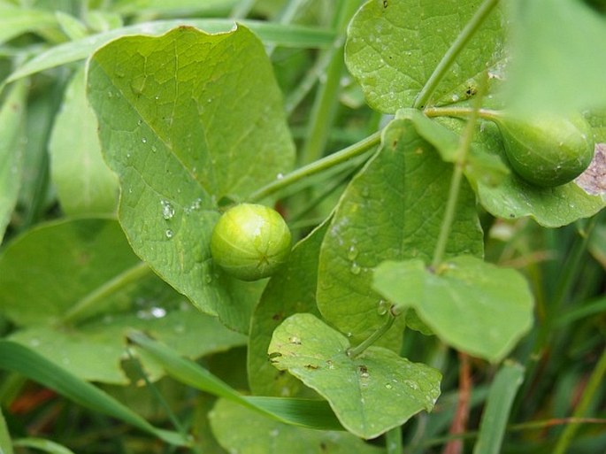 Aristolochia rotunda