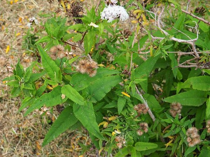 Aristeguietia salvia