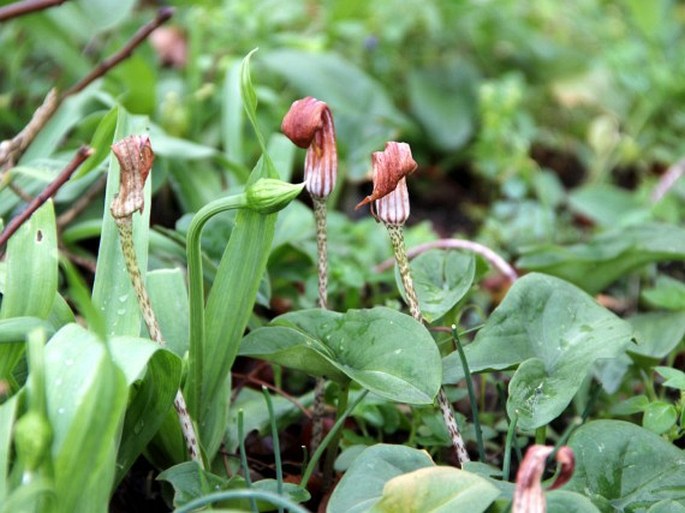 Arisarum vulgare