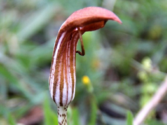 Arisarum vulgare