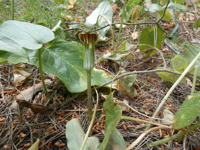 Arisarum vulgare