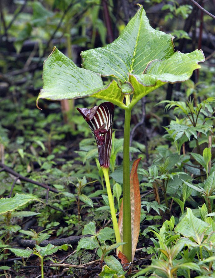 ARISAEMA WILSONII Engl. - lítostka