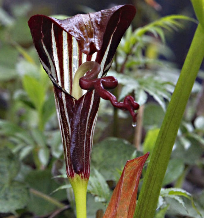 Arisaema wilsonii