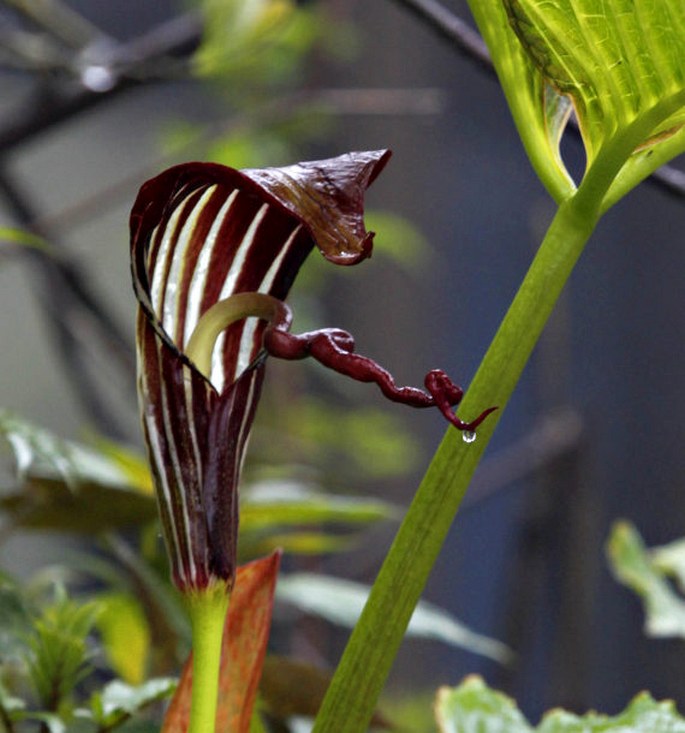 Arisaema wilsonii