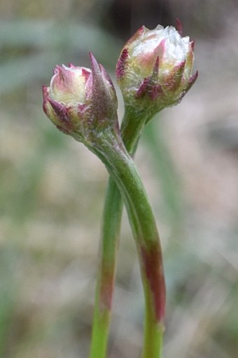 Armeria arenaria