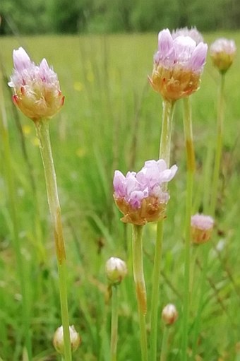 Armeria arenaria