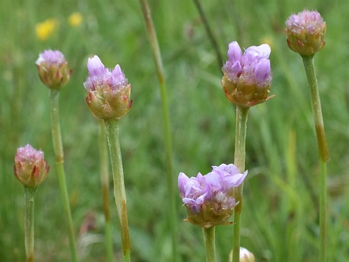 Armeria arenaria