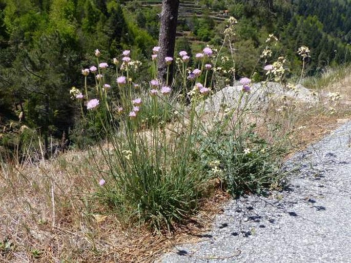 Armeria beirana