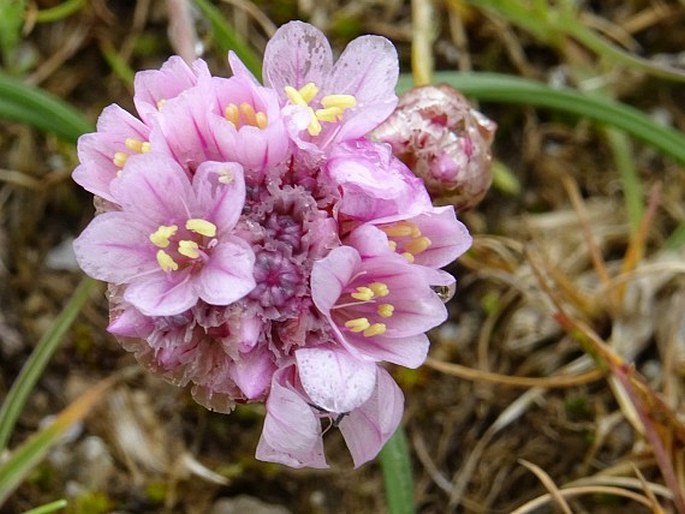 Armeria multiceps