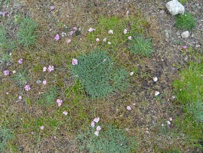 Armeria multiceps