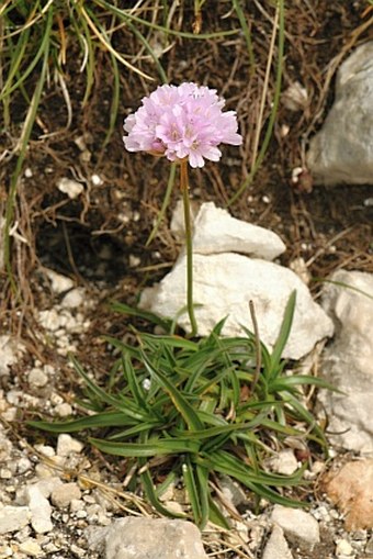 Armeria canescens subsp. nebrodensis