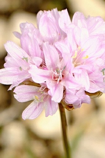 Armeria canescens subsp. nebrodensis