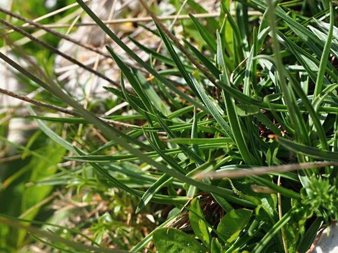 Armeria canescens subsp. nebrodensis