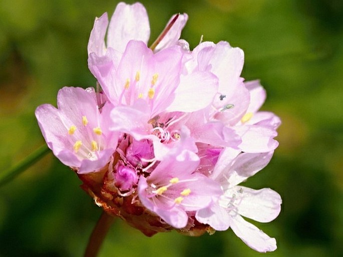 Armeria canescens subsp. nebrodensis