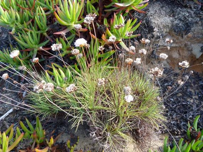 Armeria pungens