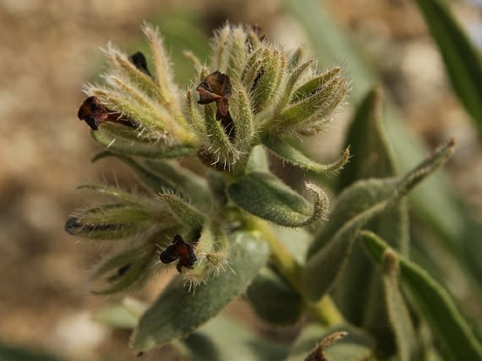 ARNEBIA EUCHROMA (Royle) I. M. Johnst. - prorokovka