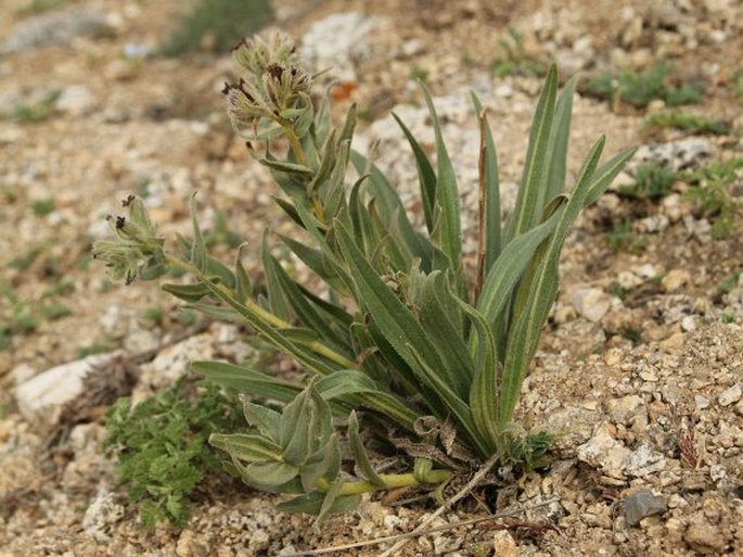 Arnebia euchroma