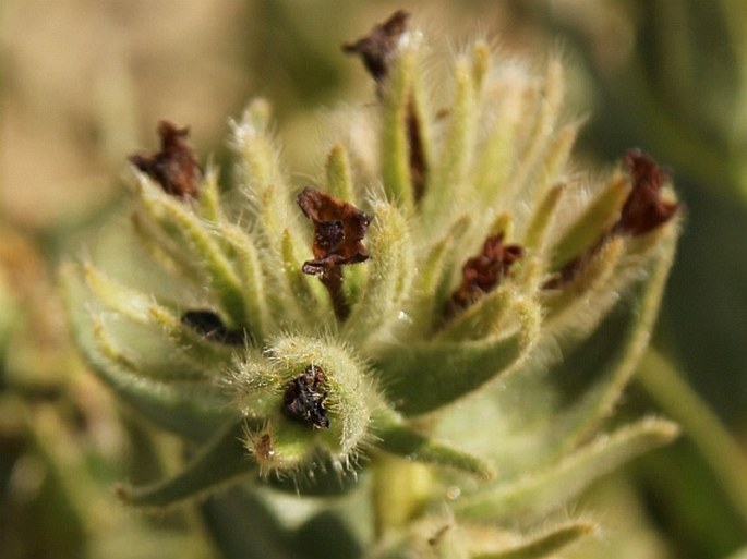 Arnebia euchroma