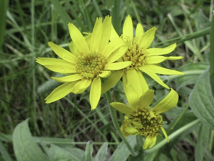 ARNICA CHAMISSONIS Less. – prha / arnika