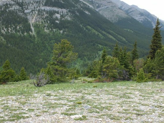 Arnica angustifolia subsp. tomentosa