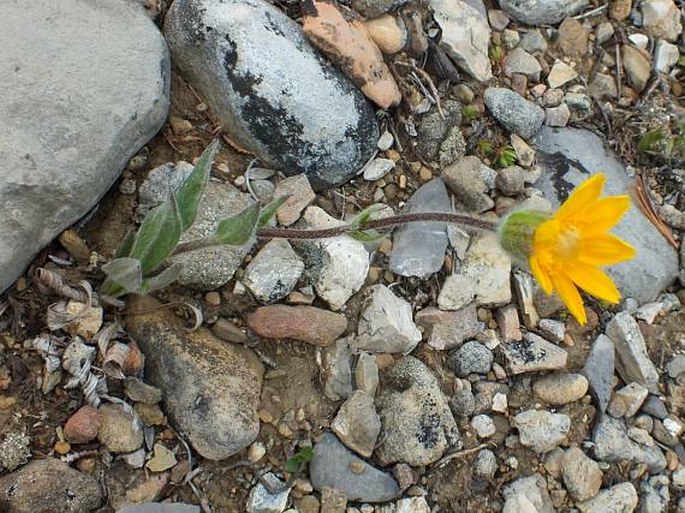 Arnica angustifolia subsp. tomentosa