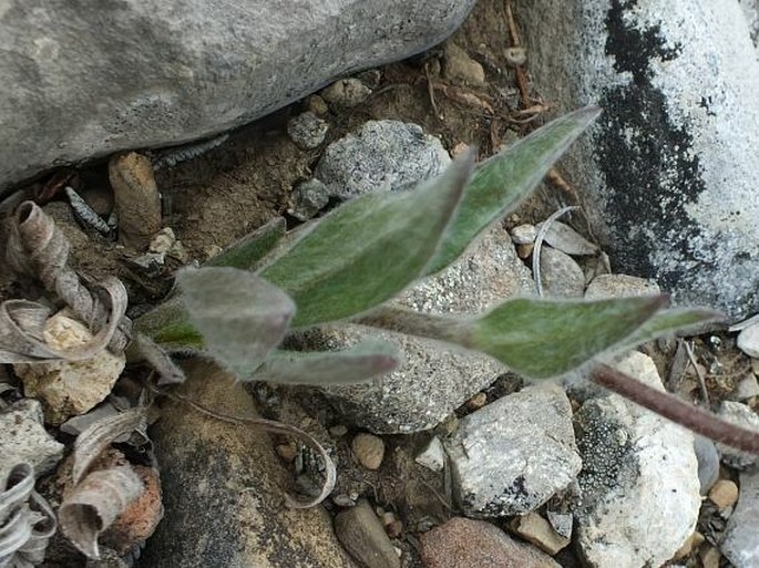 Arnica angustifolia subsp. tomentosa