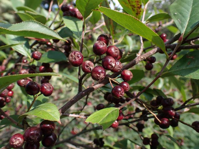 Aronia × prunifolia