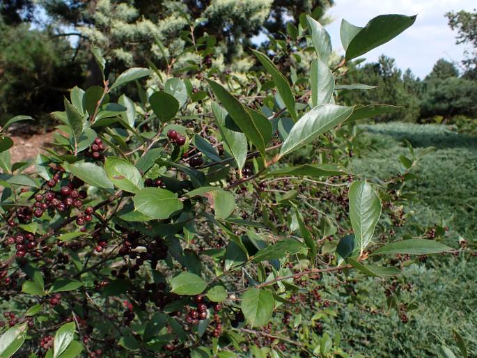 Aronia × prunifolia