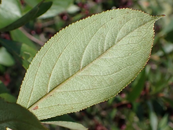 Aronia × prunifolia