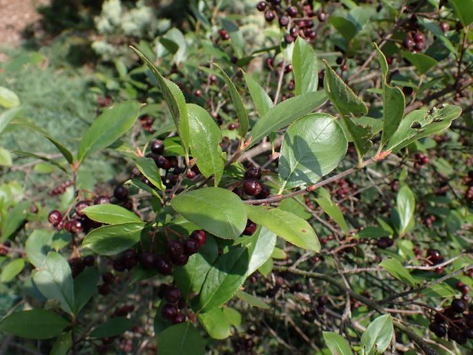 Aronia × prunifolia