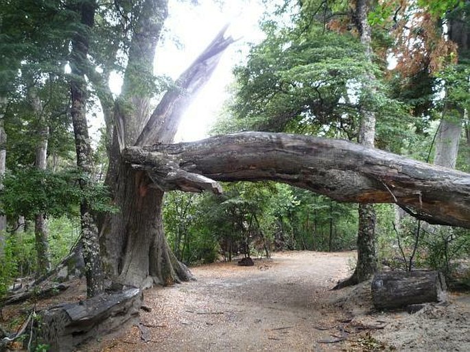 Parque Nacional Los Arrayanes