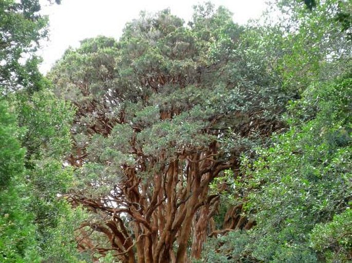 Parque Nacional Los Arrayanes