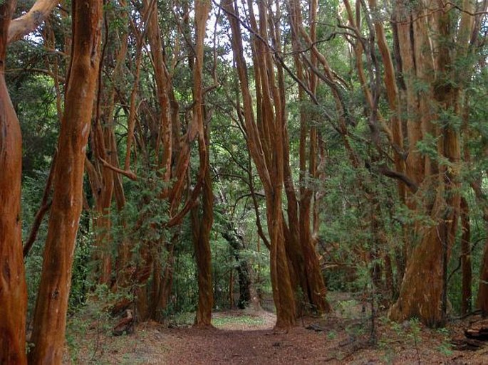 Parque Nacional Los Arrayanes