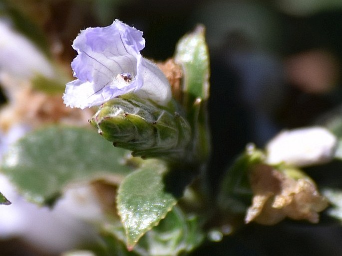 STROBILANTHES KUNTHIANA T. Anderson ex Benth.