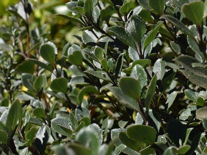 Strobilanthes kunthiana