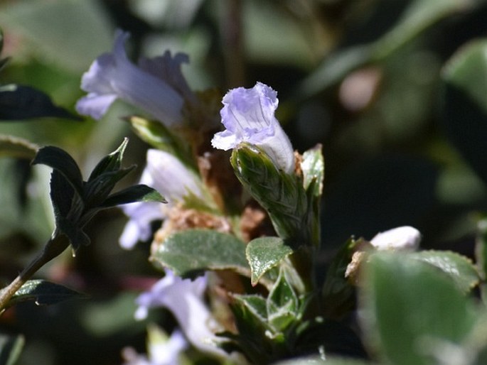 Strobilanthes kunthiana