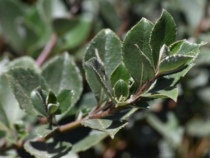 Strobilanthes kunthiana